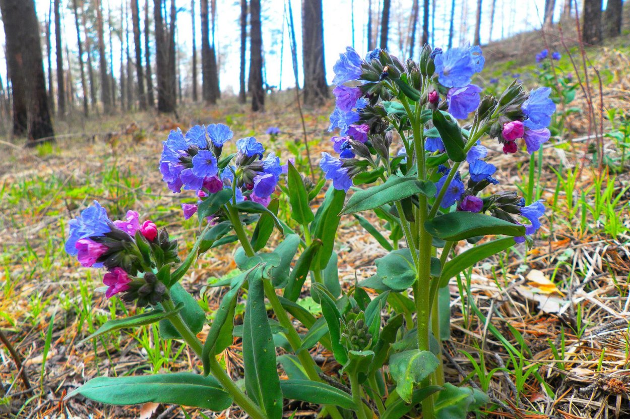 Медуница Муншайн