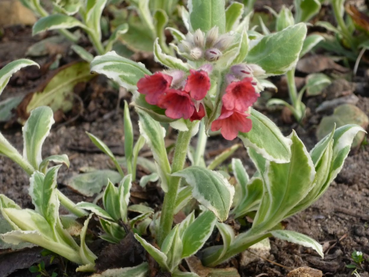 Медуница сахарная