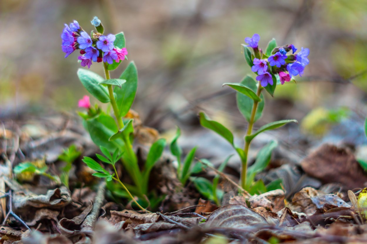 Медуница сахарная "Самурай"