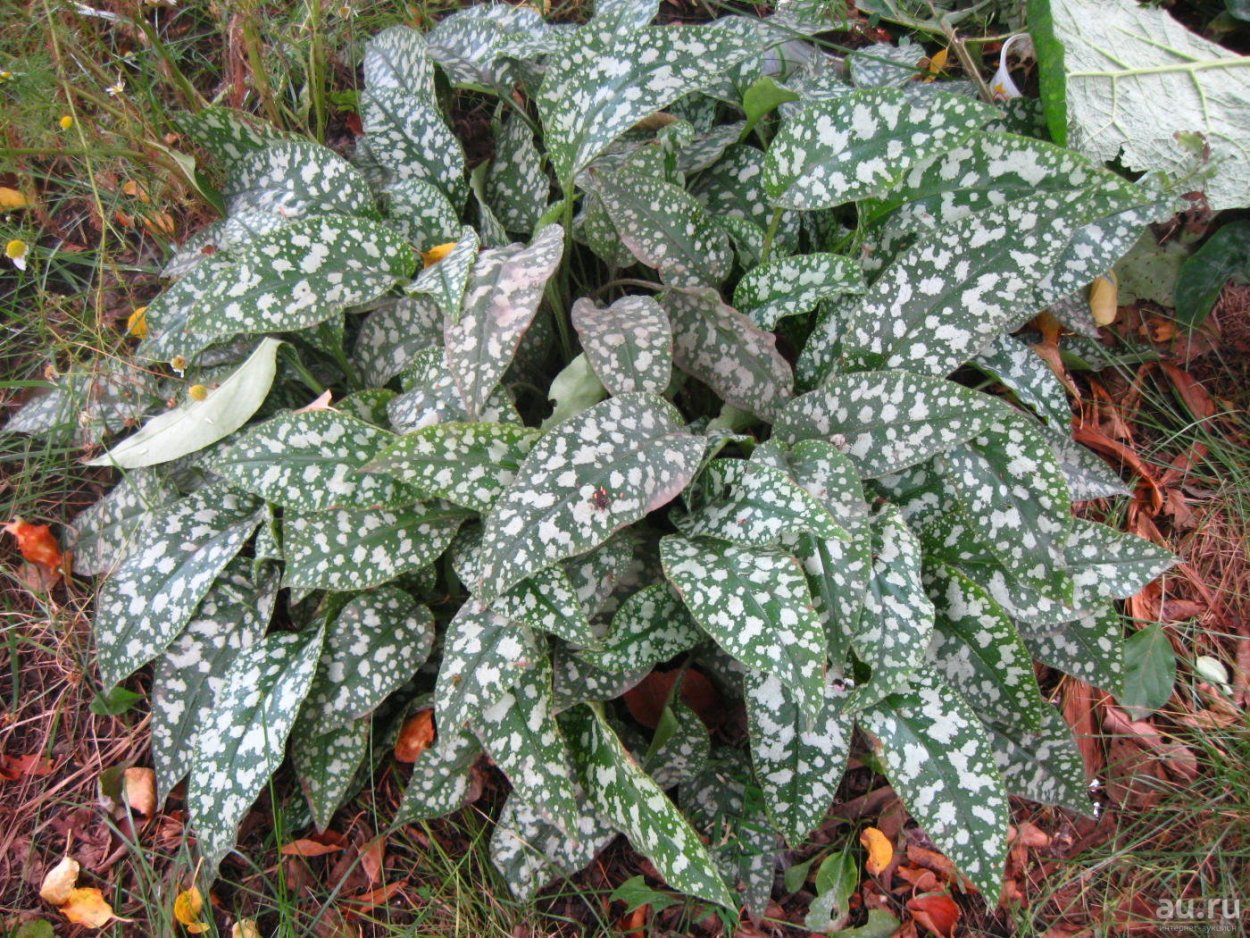 Медуница сахарная Leopard