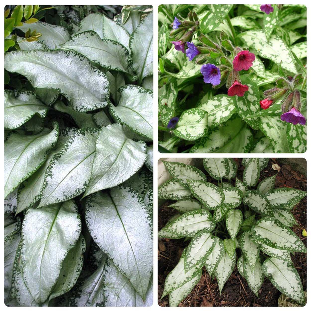 Медуница Маджести