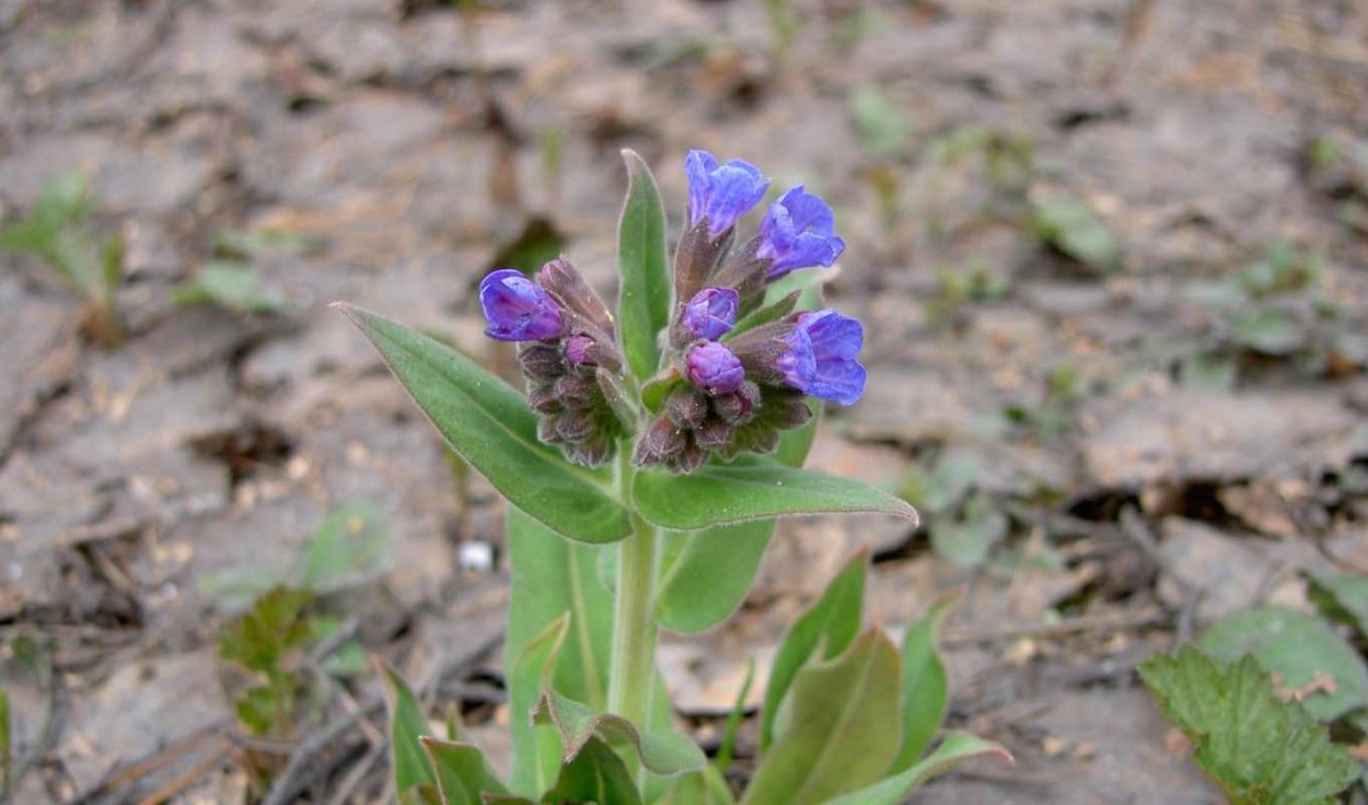 Медуница миссис Мун