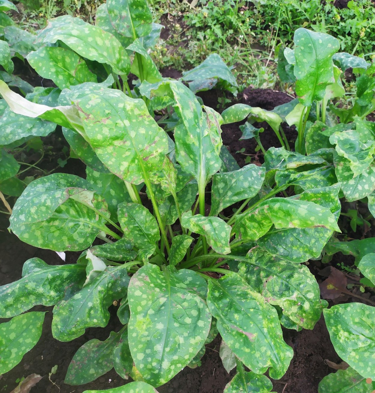 Медуница Лесная цветок