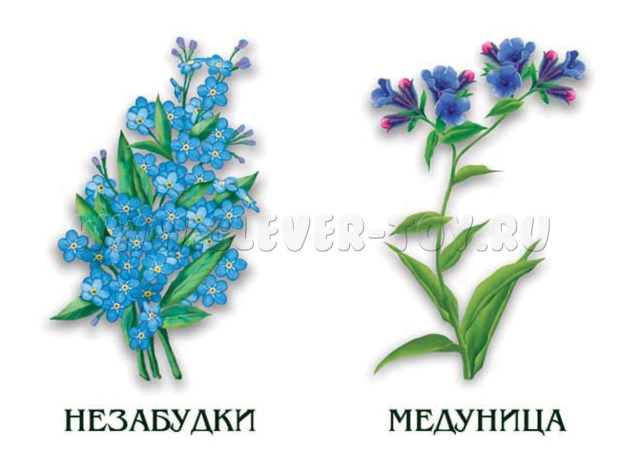 Первоцвет весенний примула баранчики