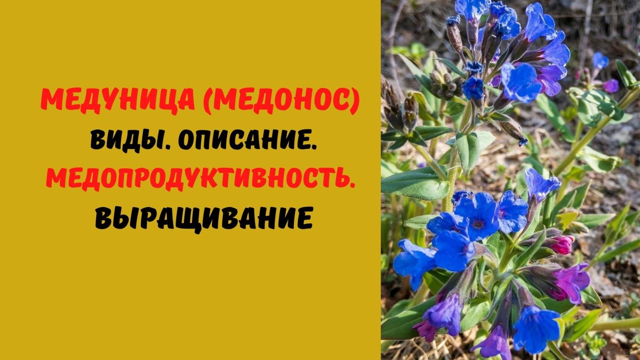 Медуница желтая