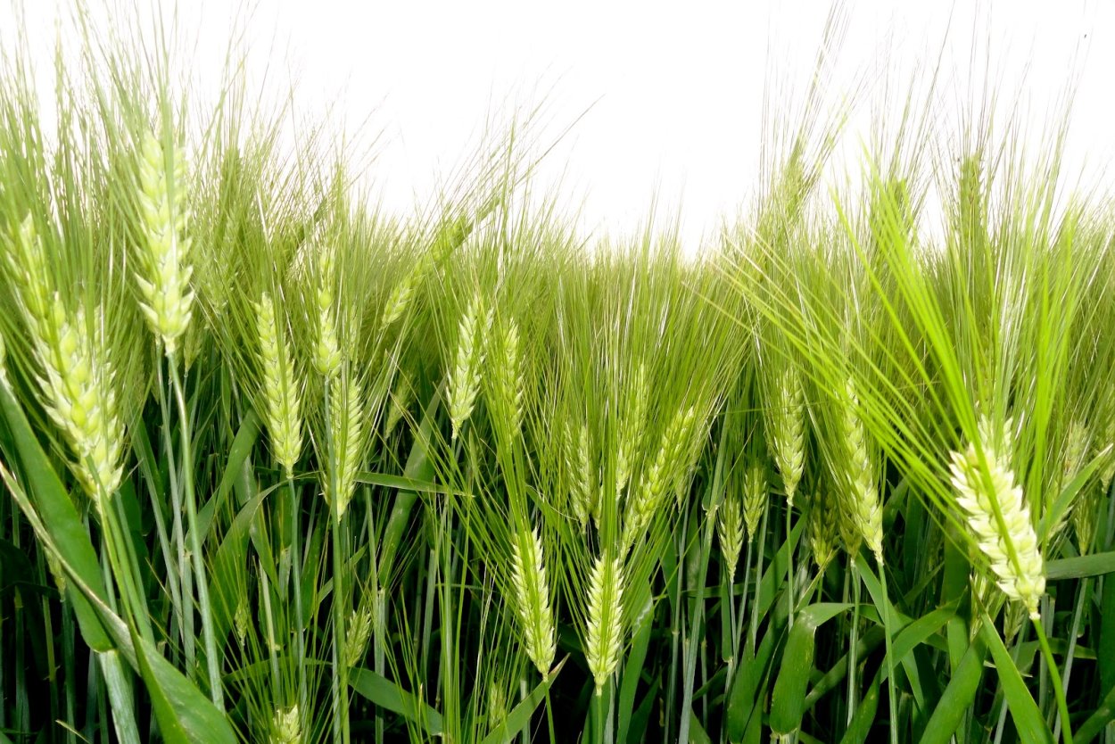 Колошение ярового ячменя