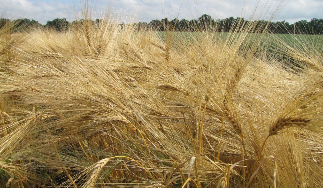 Приазовский ячмень сорт