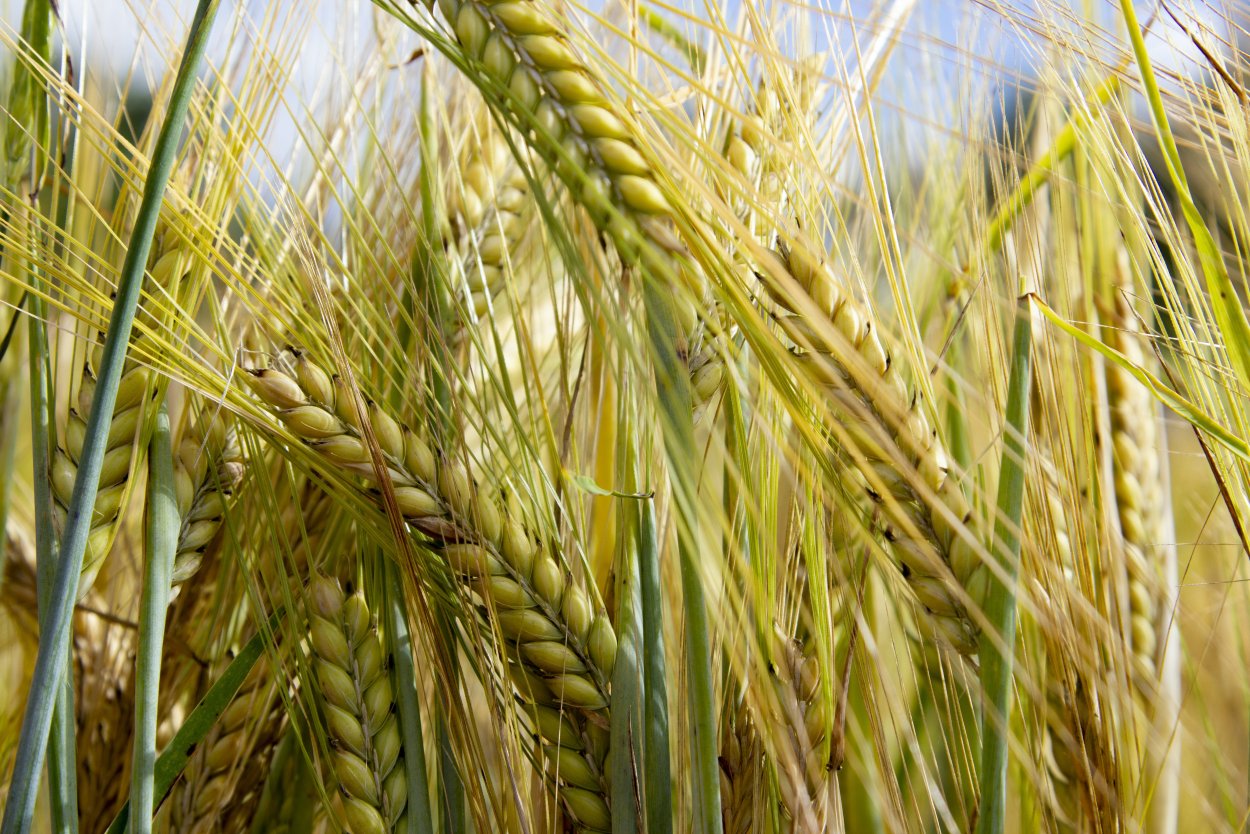 Колосья ячменя двурядный