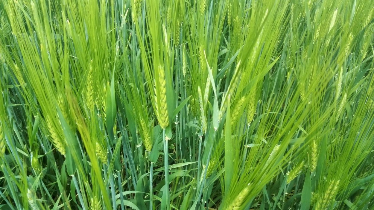 Ячмень Яровой шестирядный