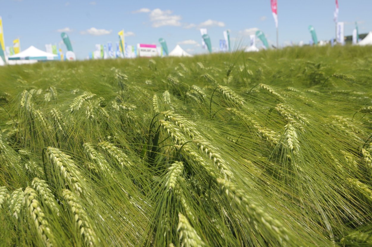 Зеленые зерна на букву н