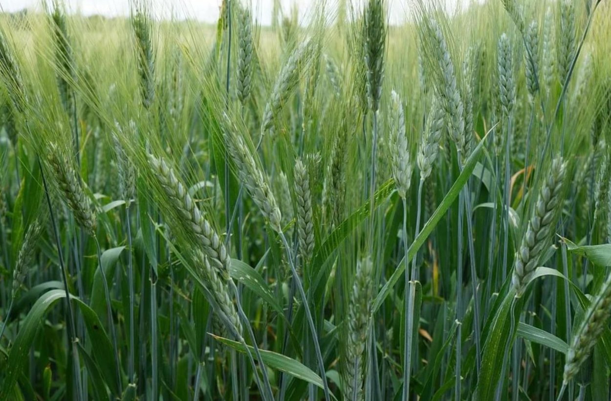 Шестирядный ячмень сорта