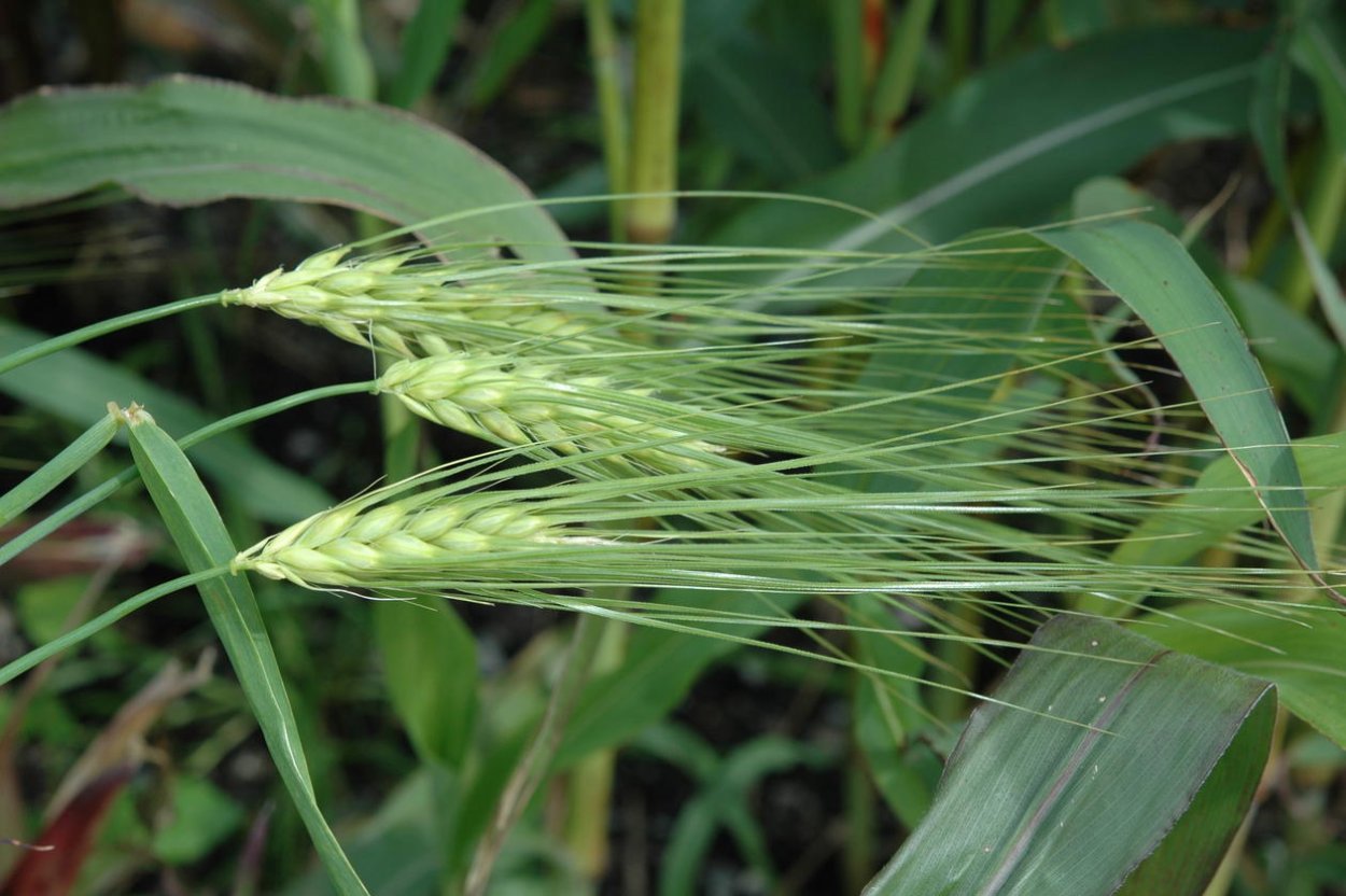 Ячмень двурядный