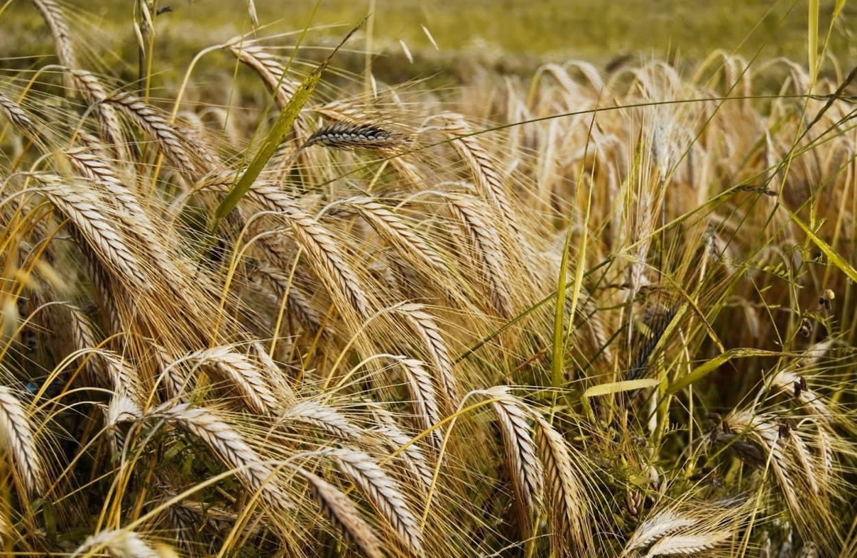 Ячмень Эйфель