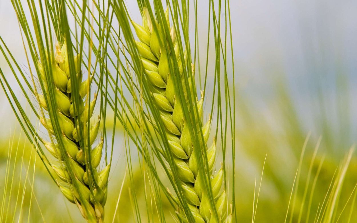 Колос и колосс