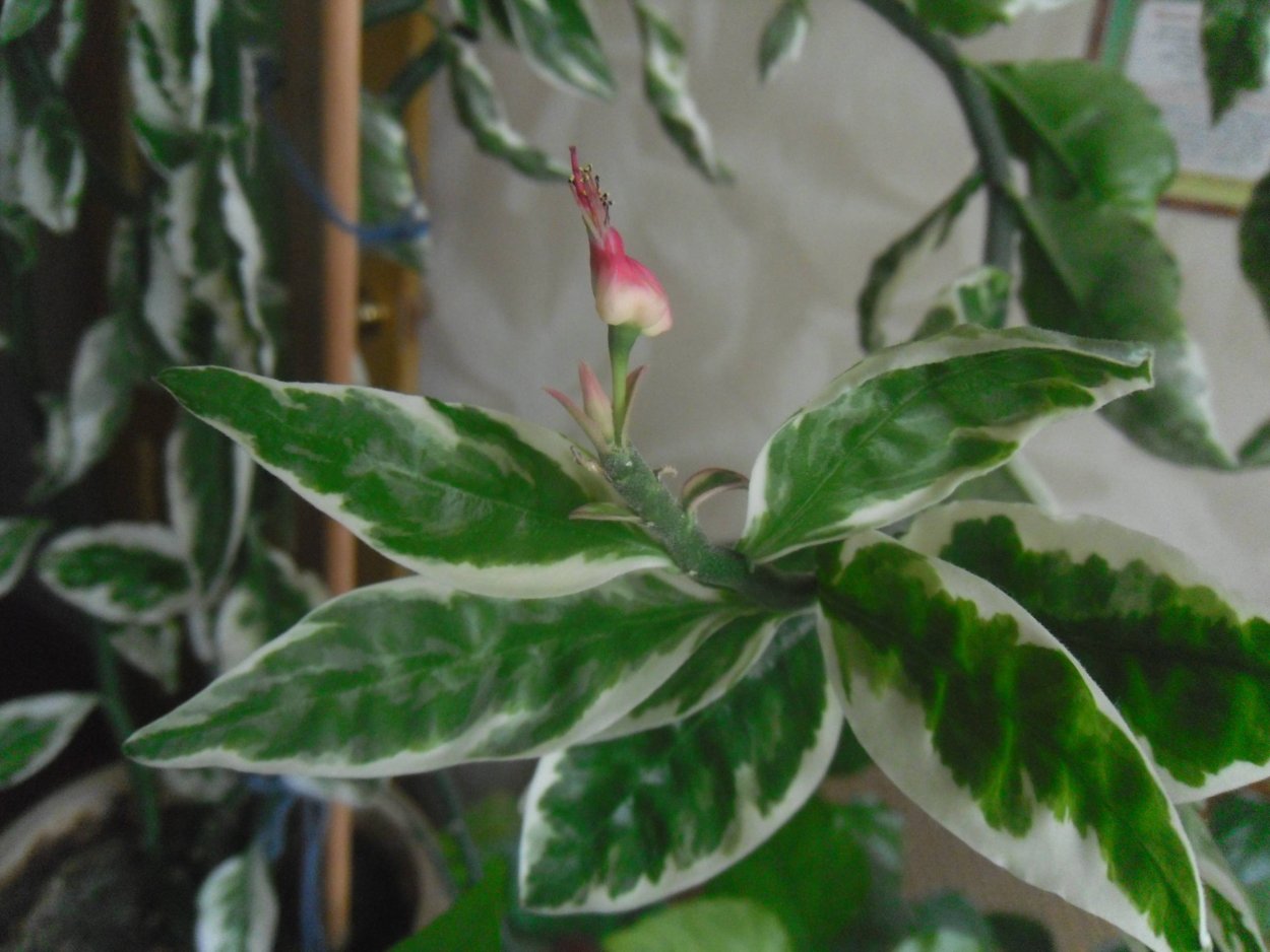 Плющ пестролистный