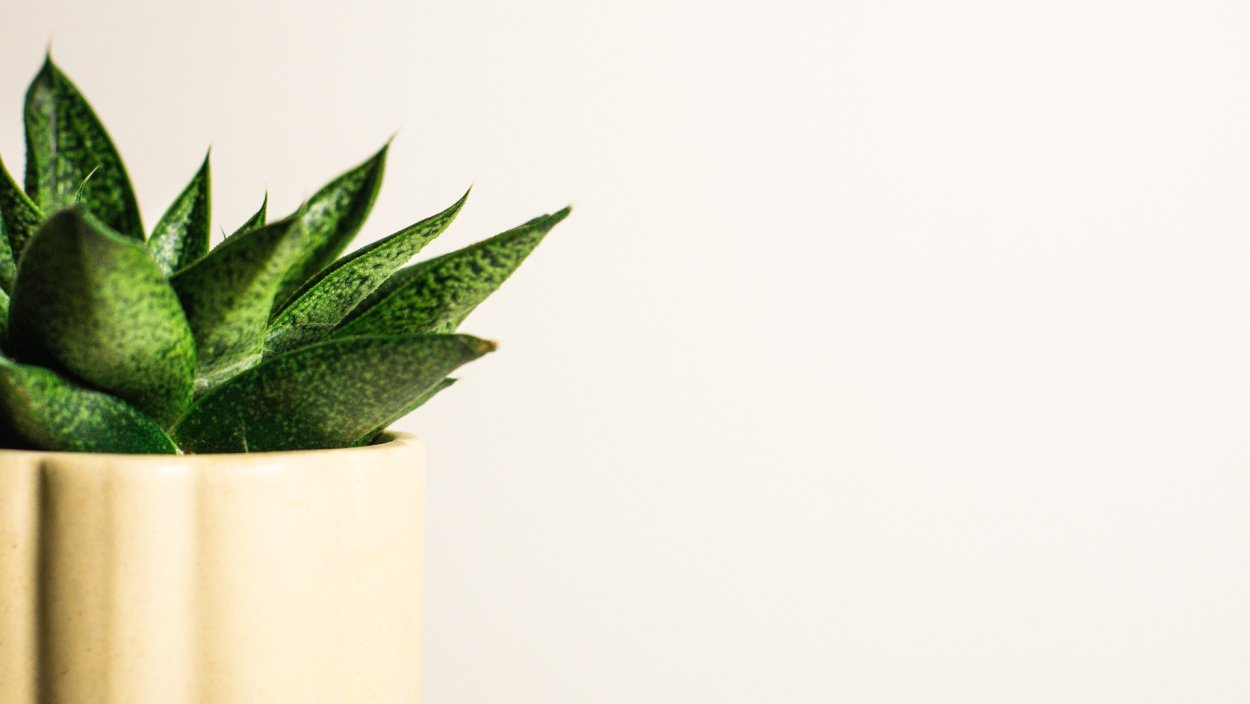 Пеперомия Вариегата