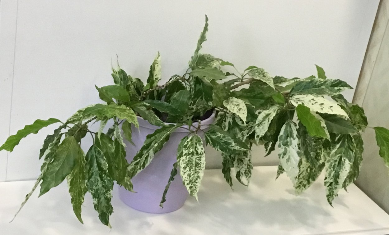 Аглаонема ангел