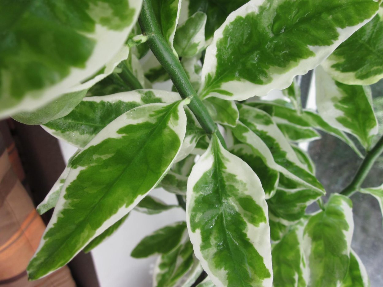 Педилантус шпорцевый