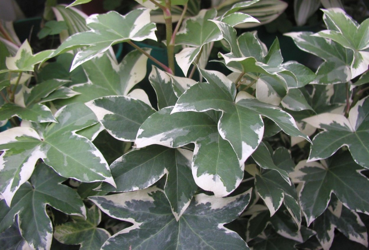 Плант микс плектрантус