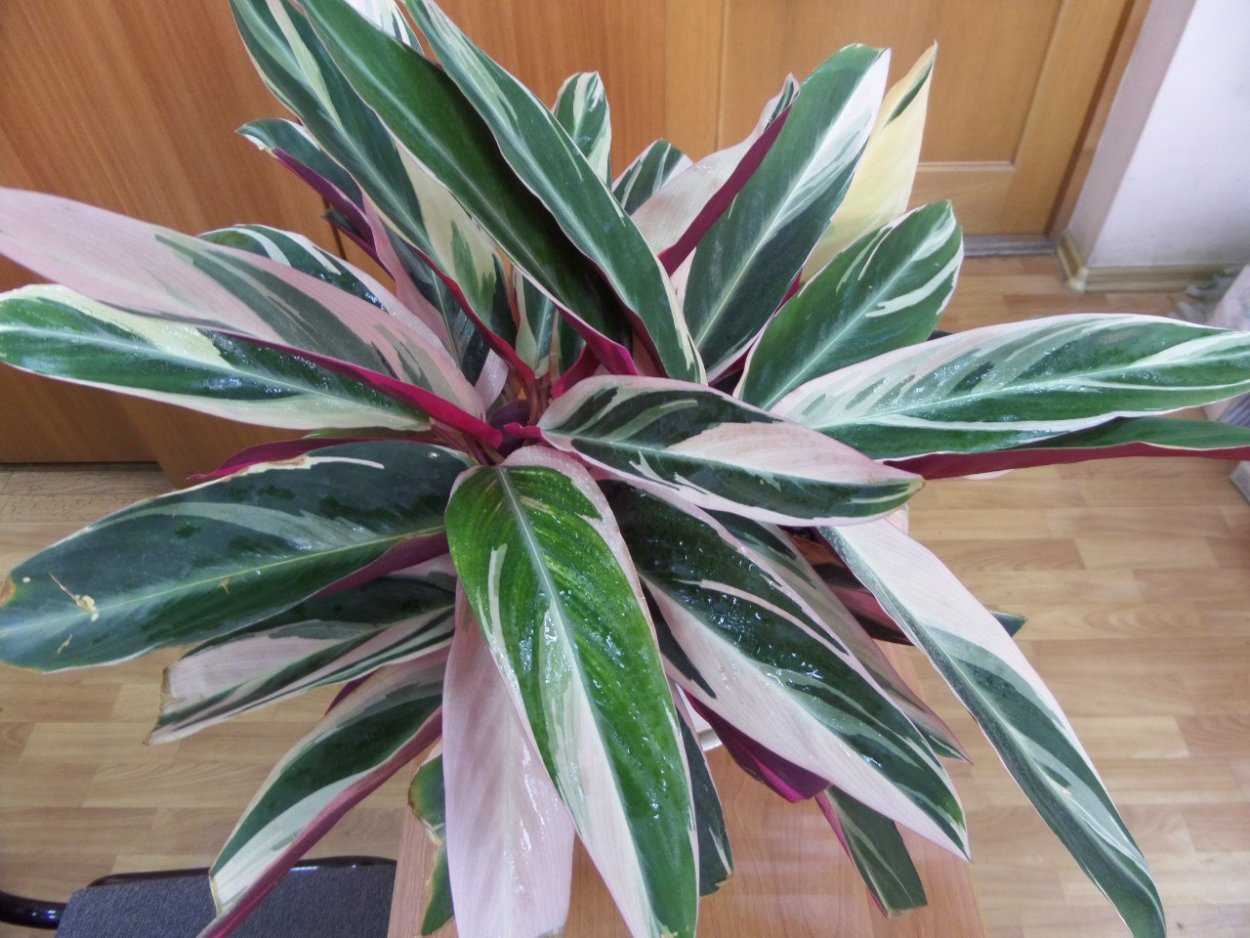 Цветок Триколор Строманта