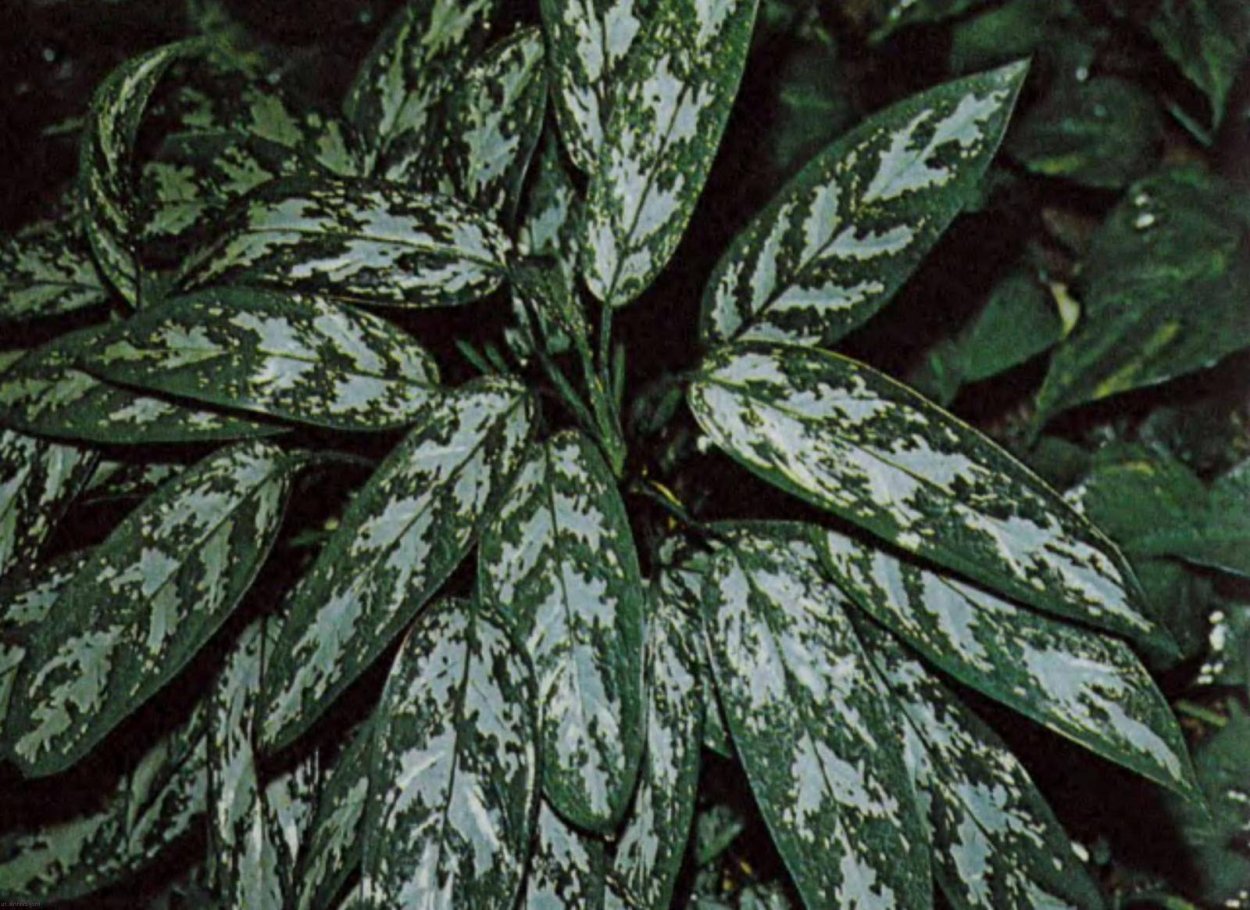 Аптения вариегатная