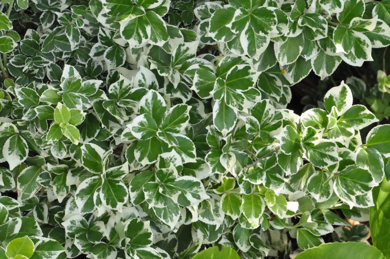 Бересклет Сильвер Квин