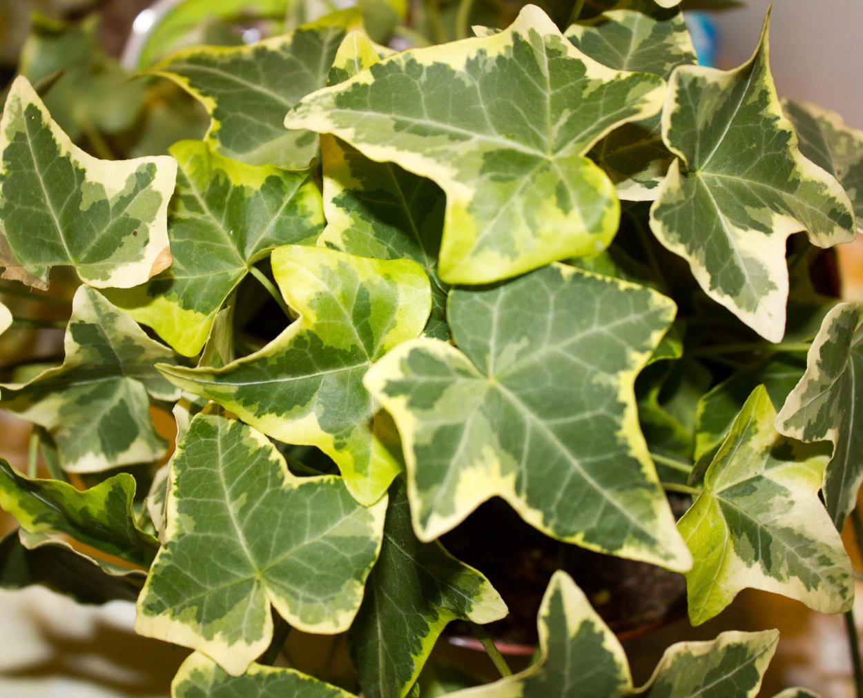 Фикус Бенджамина Вариегата