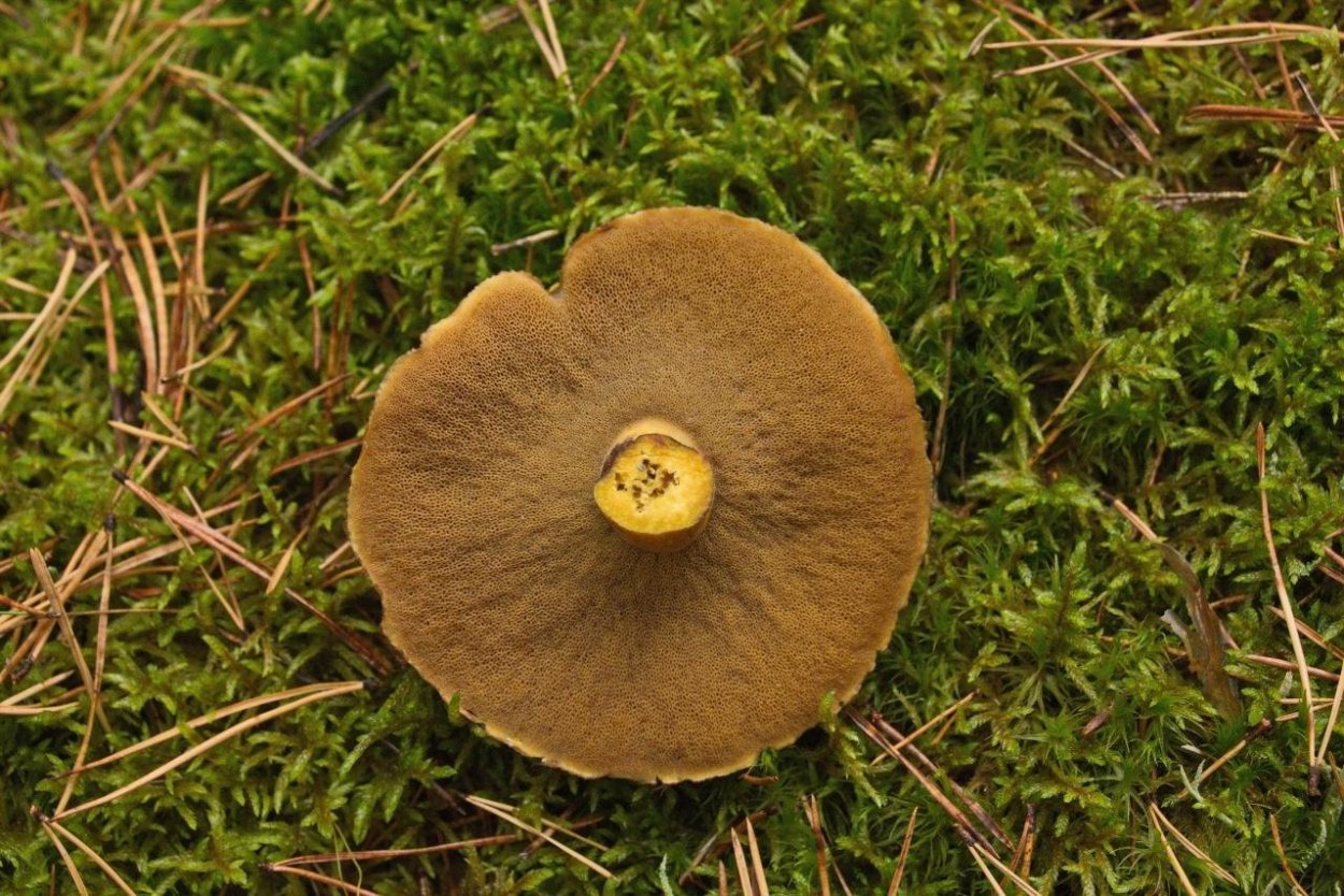 Моховик болотный гриб