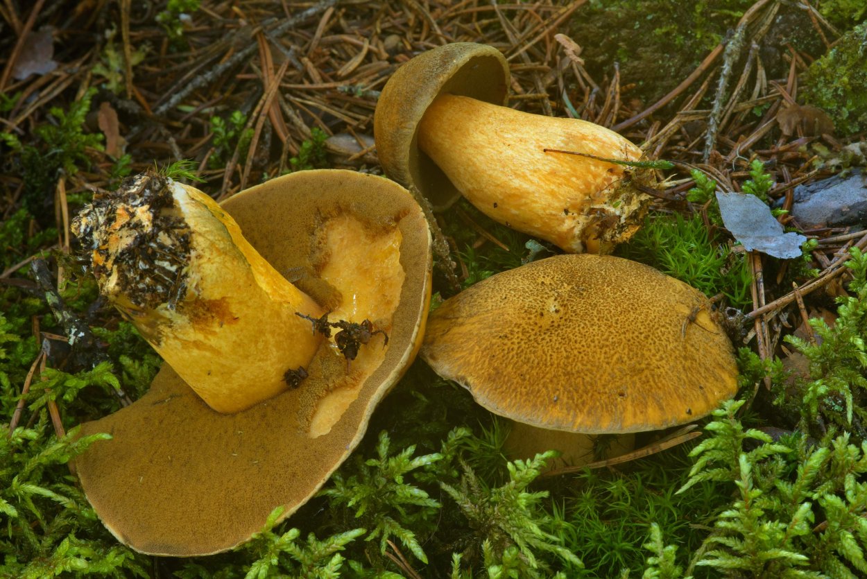 Маслёнок желто-бурый Suillus variegatus