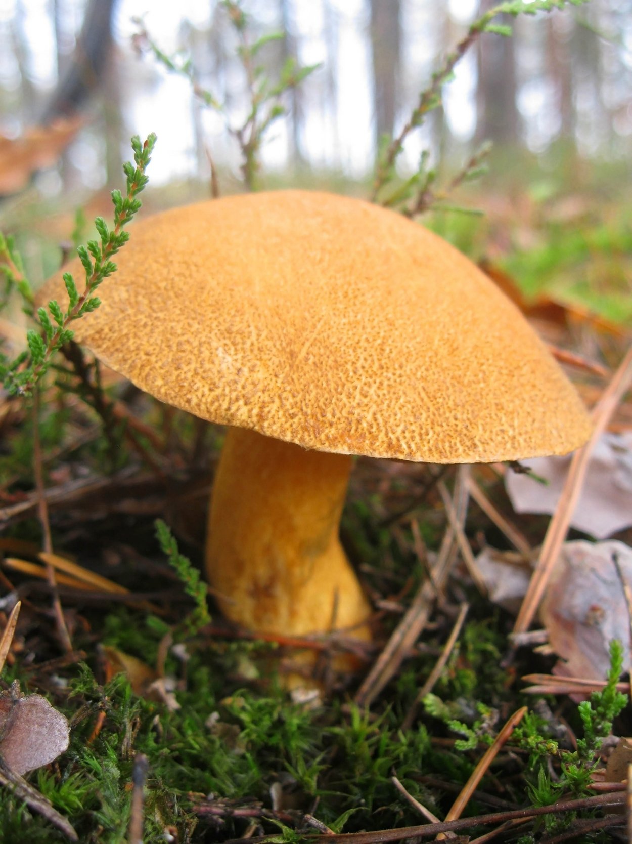 Гриб с бархатной шляпкой