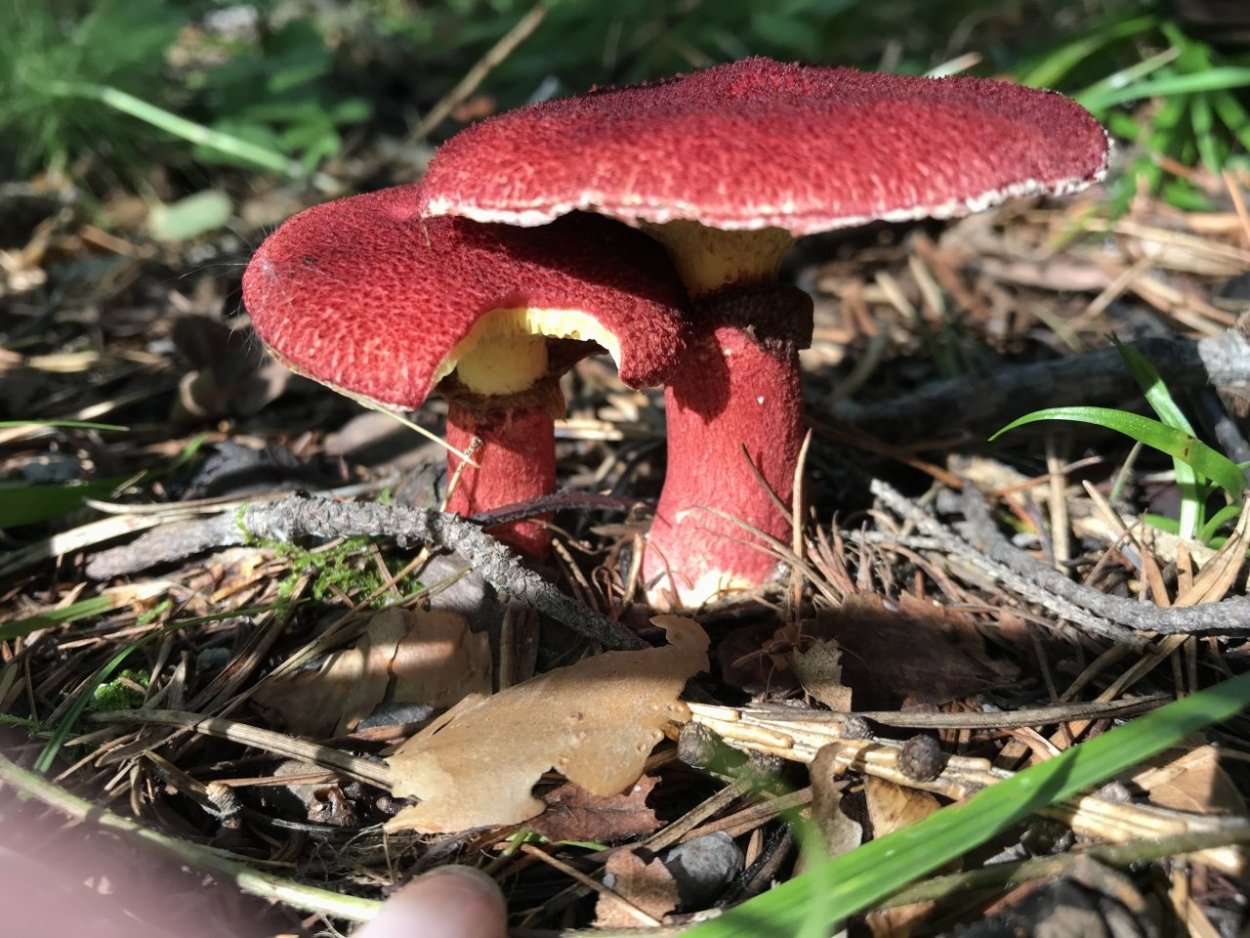 Моховик полузолотистый