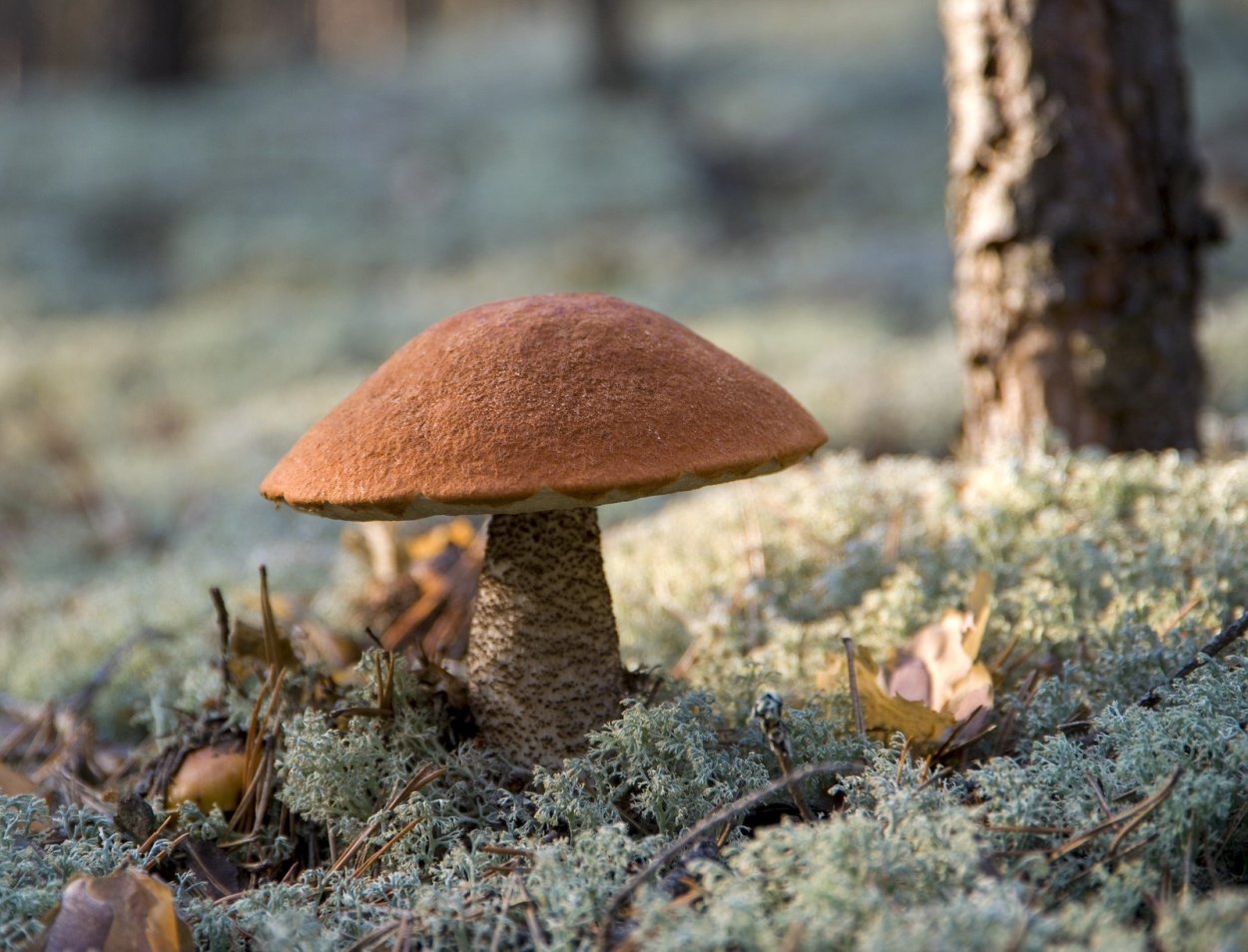 Польский гриб (Xerocomus badius)
