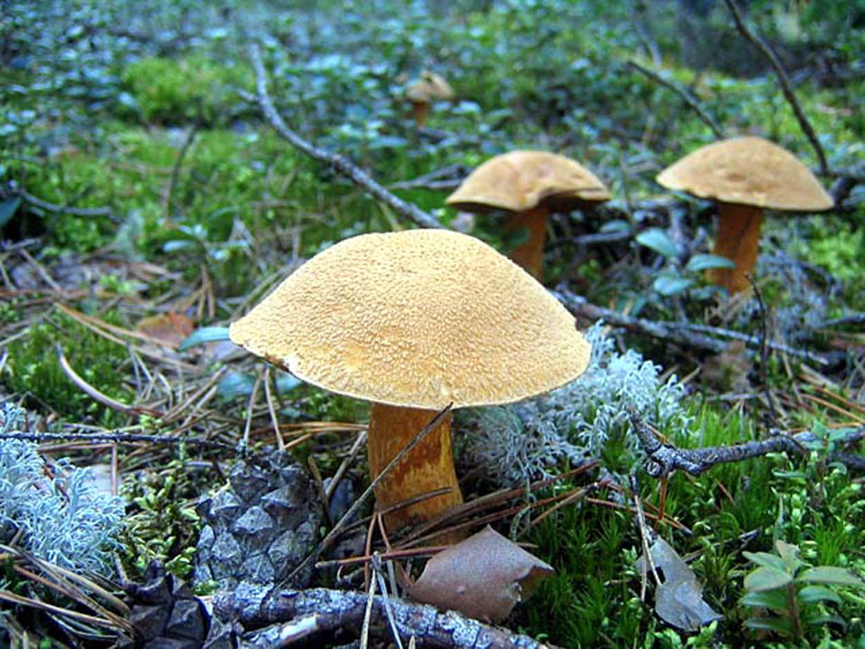 Моховик перечный