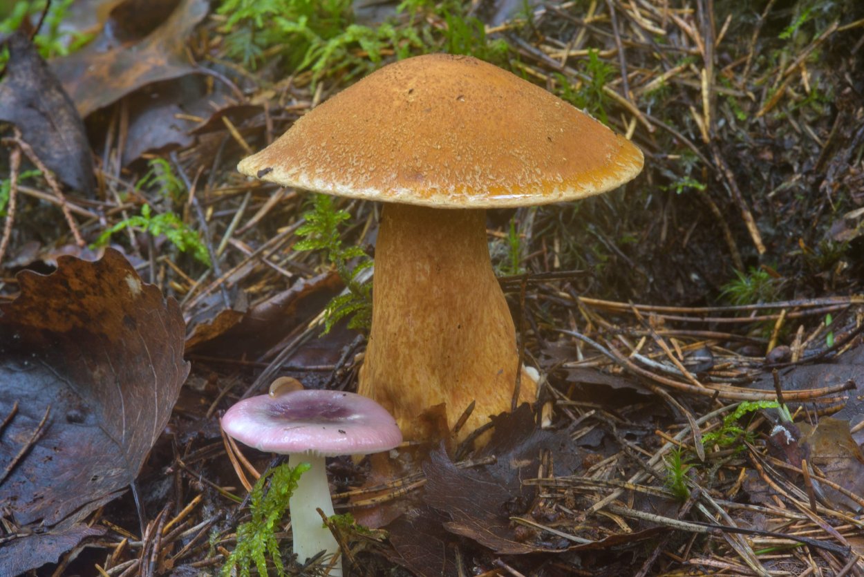 Загадка про гриб моховик