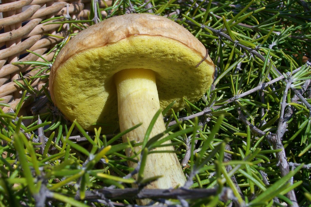Маслёнок желто-бурый Suillus variegatus
