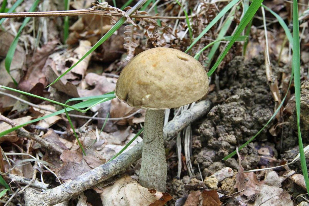 Моховик гриб