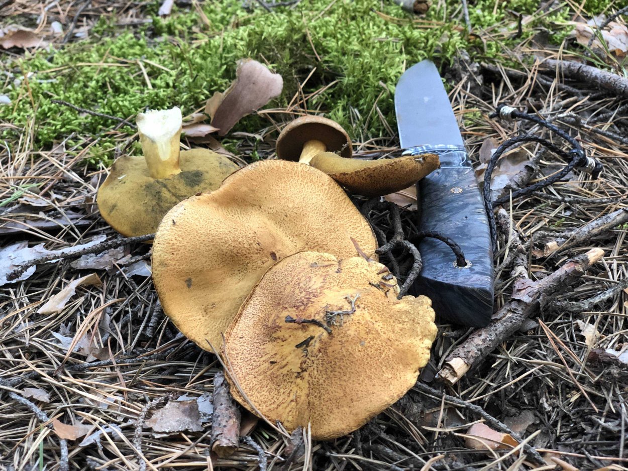 Гриб грибок