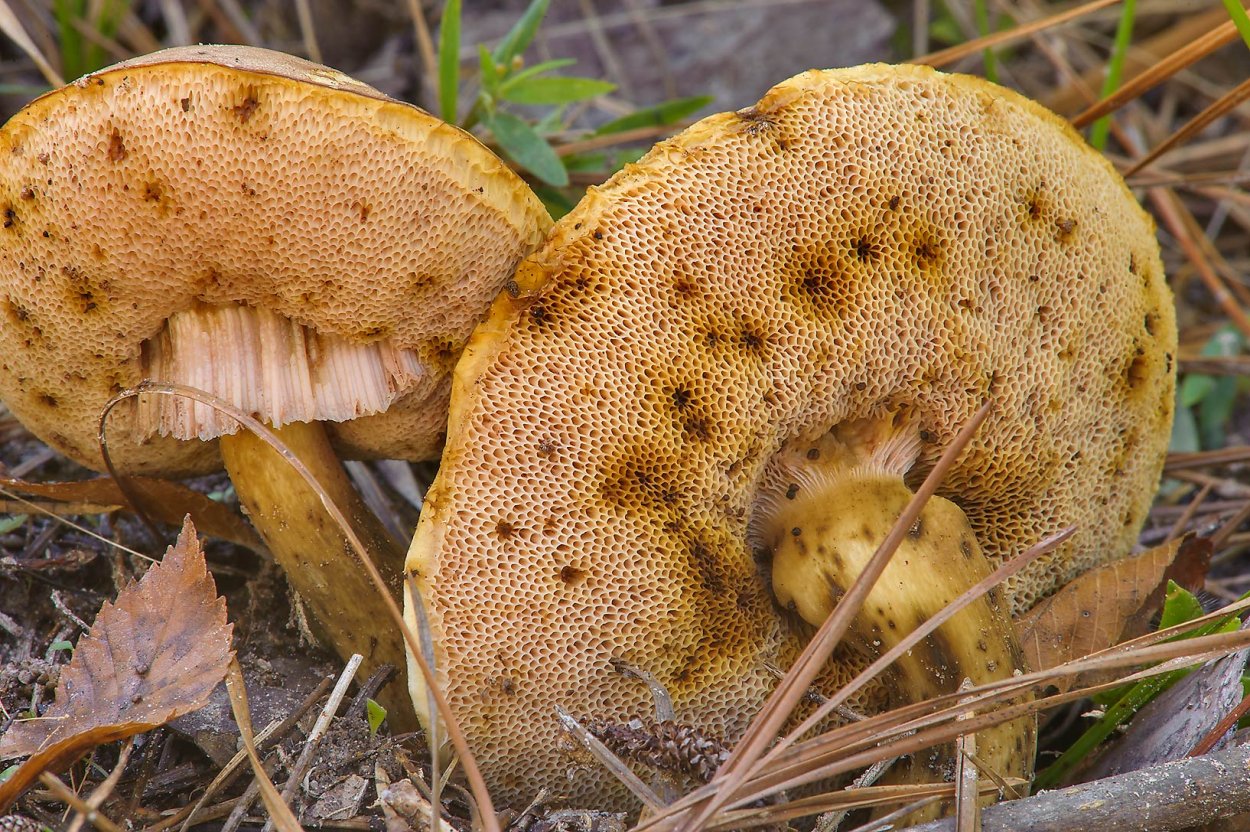 Маслёнок (моховик) жёлто-бурый