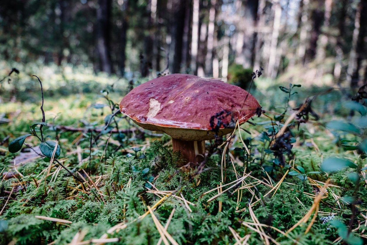 Галерина Болотная гриб