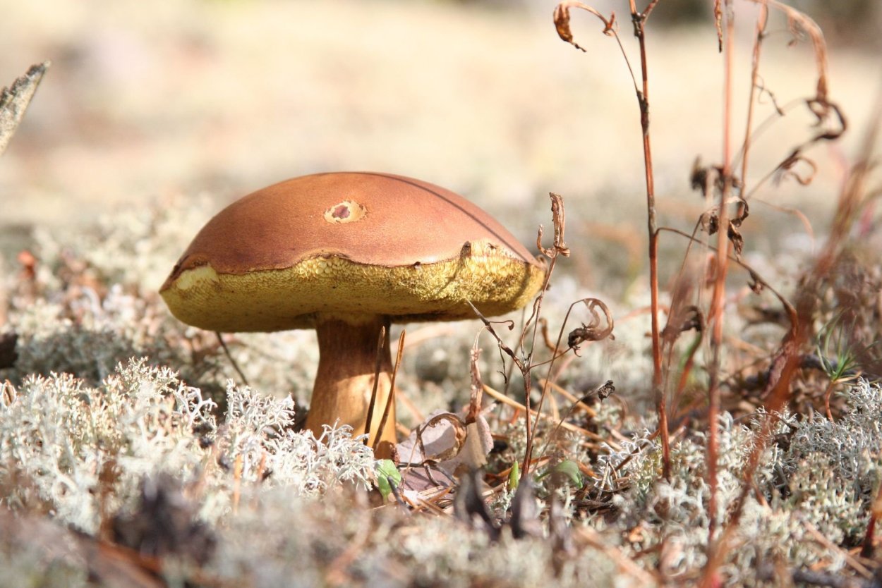 Козляк (Suillus bovinus)