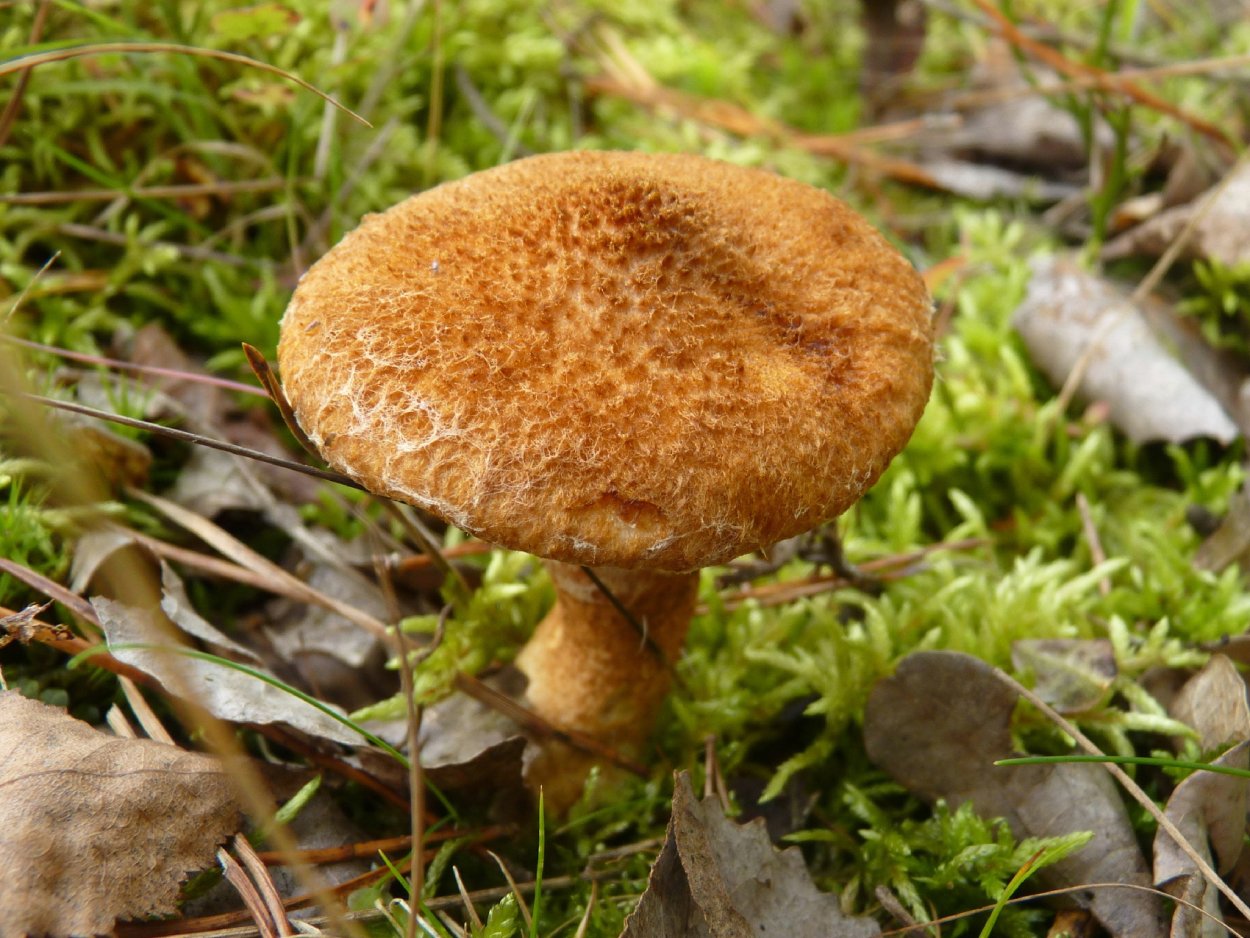 Гриб Болетин болотный