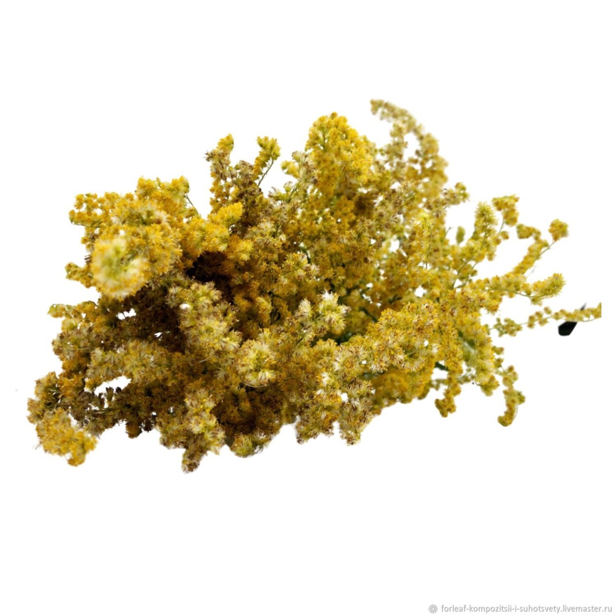 Золотарник сухоцвет