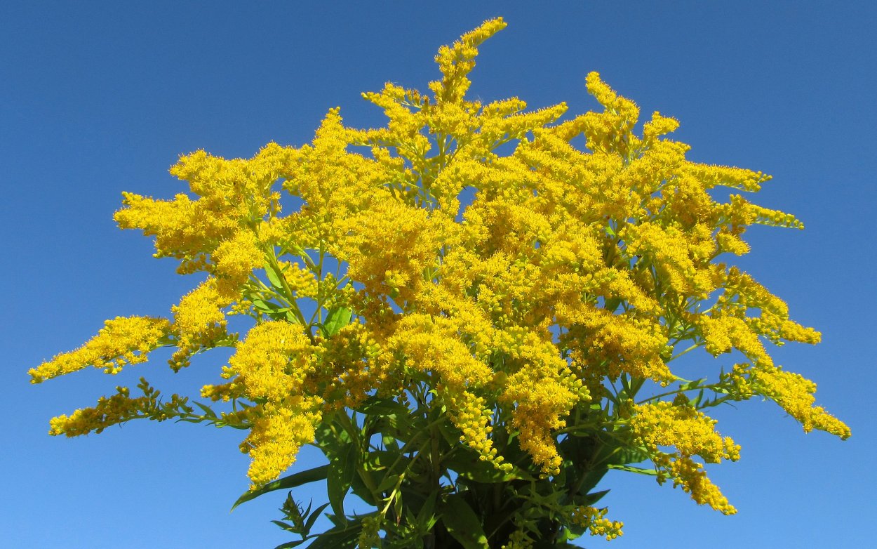 Золотарник сухоцвет