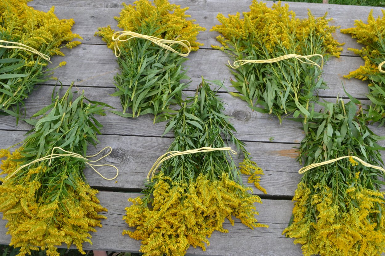 Золотарник канадский сырье