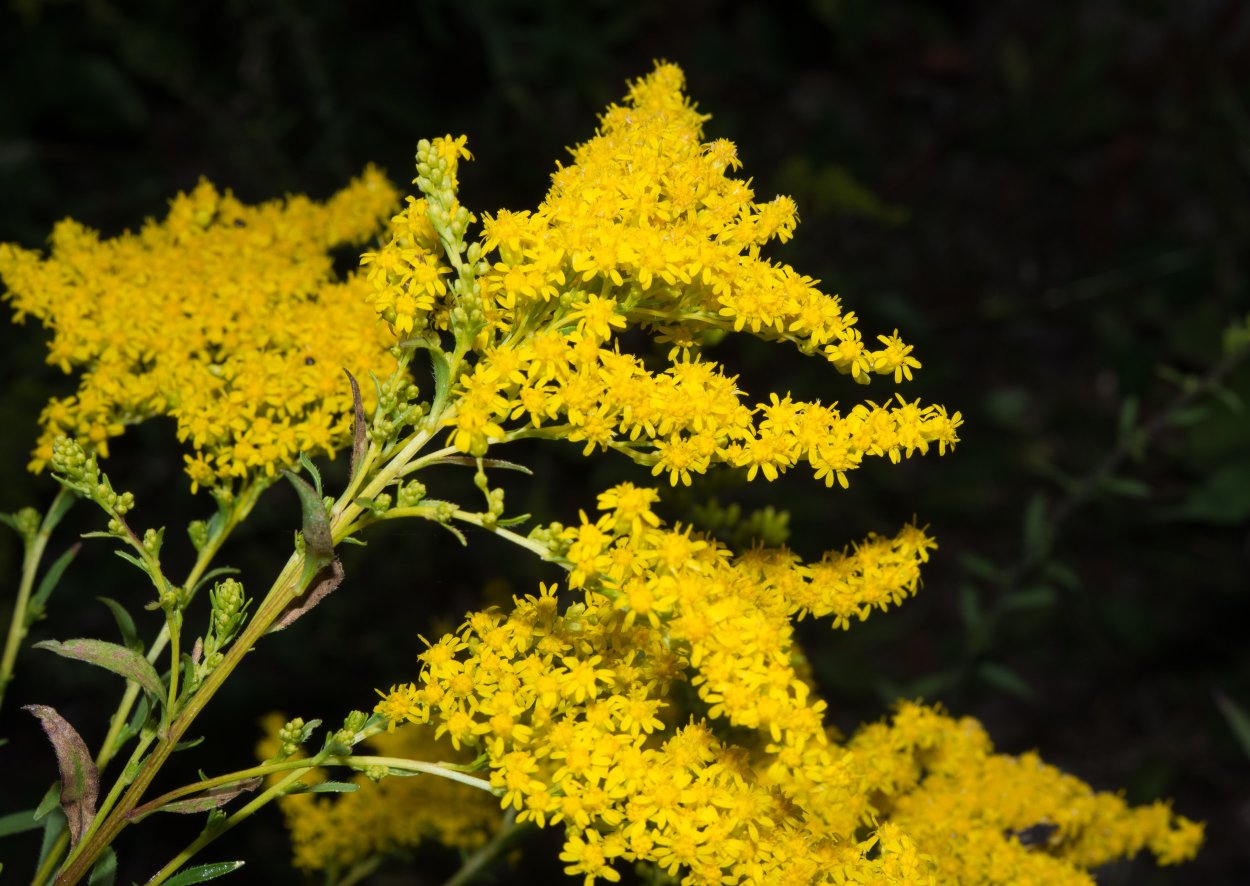 Композиция из сухоцветов в голубых тонах