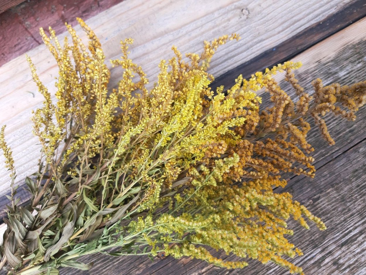 Золотарник сухоцвет