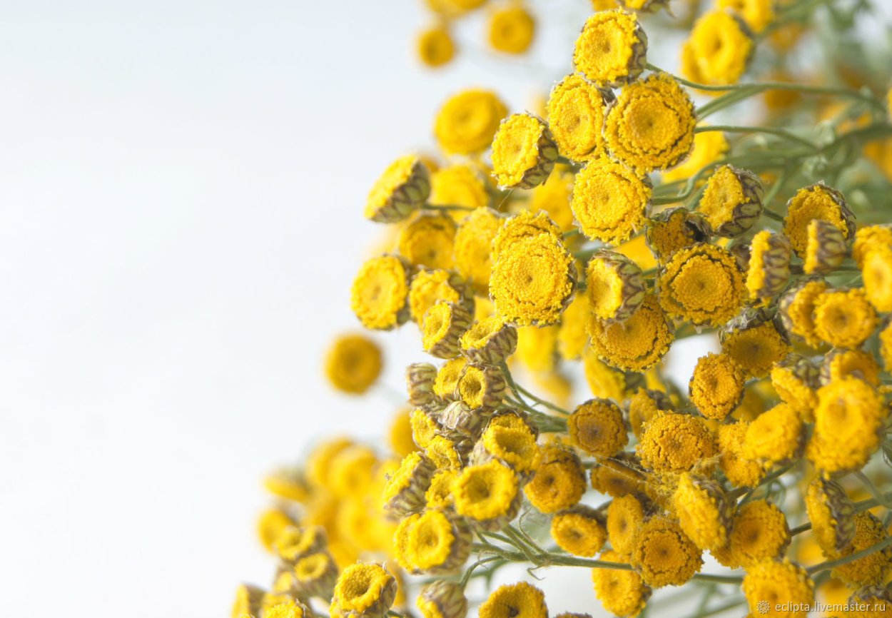 Амарант сухоцвет