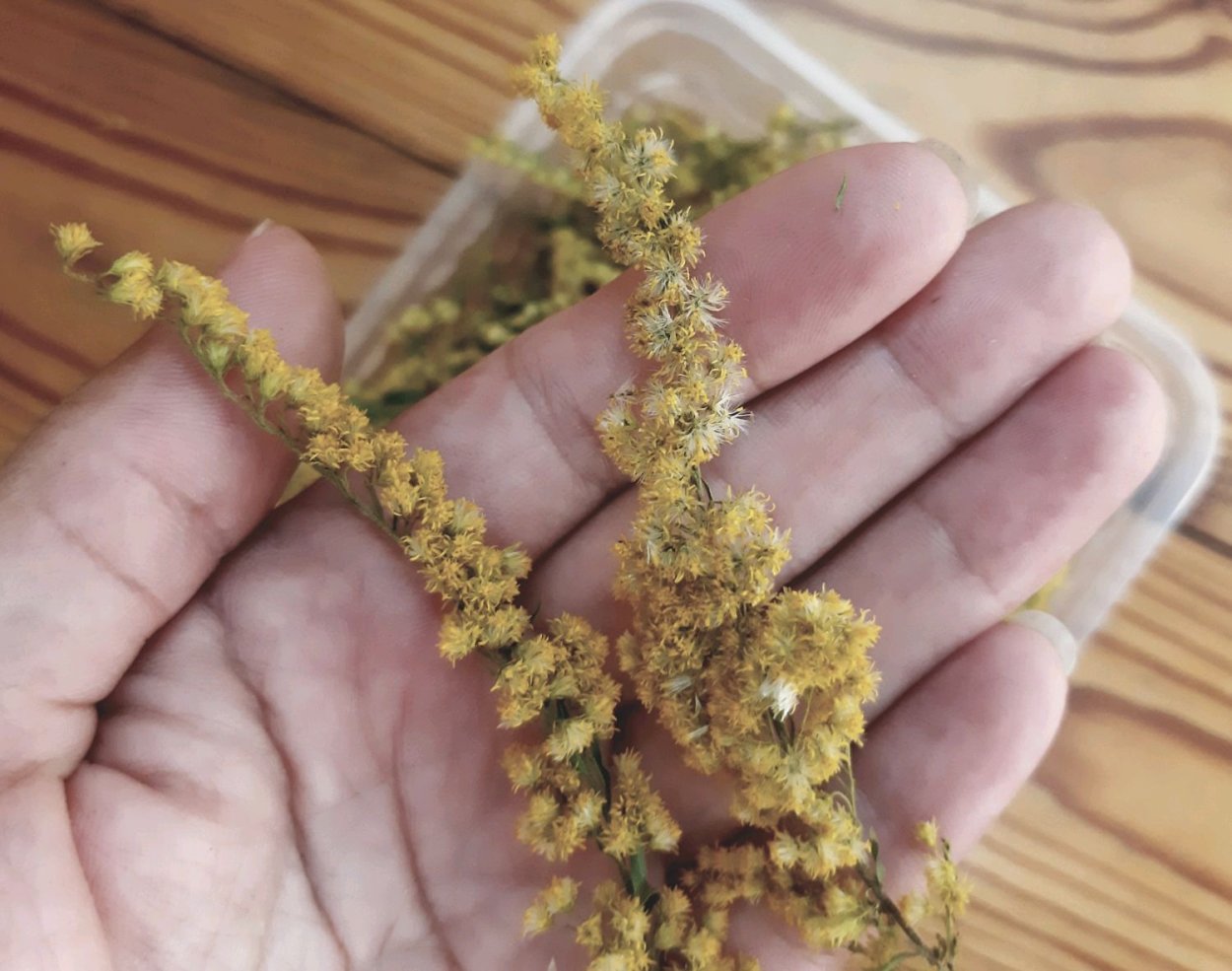 Золотарник засушенный в сухоцветах