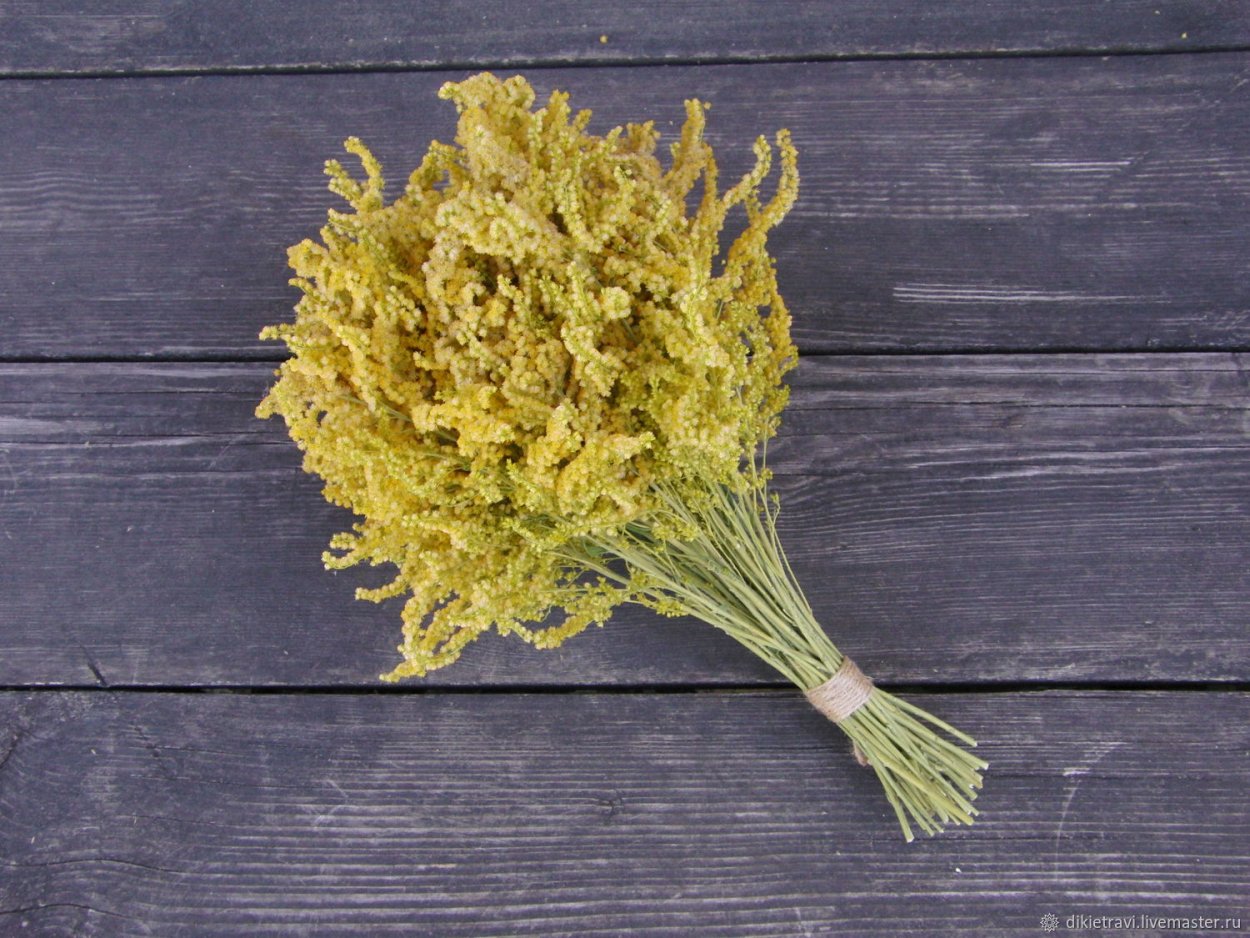 Сухоцветы полевые желтые
