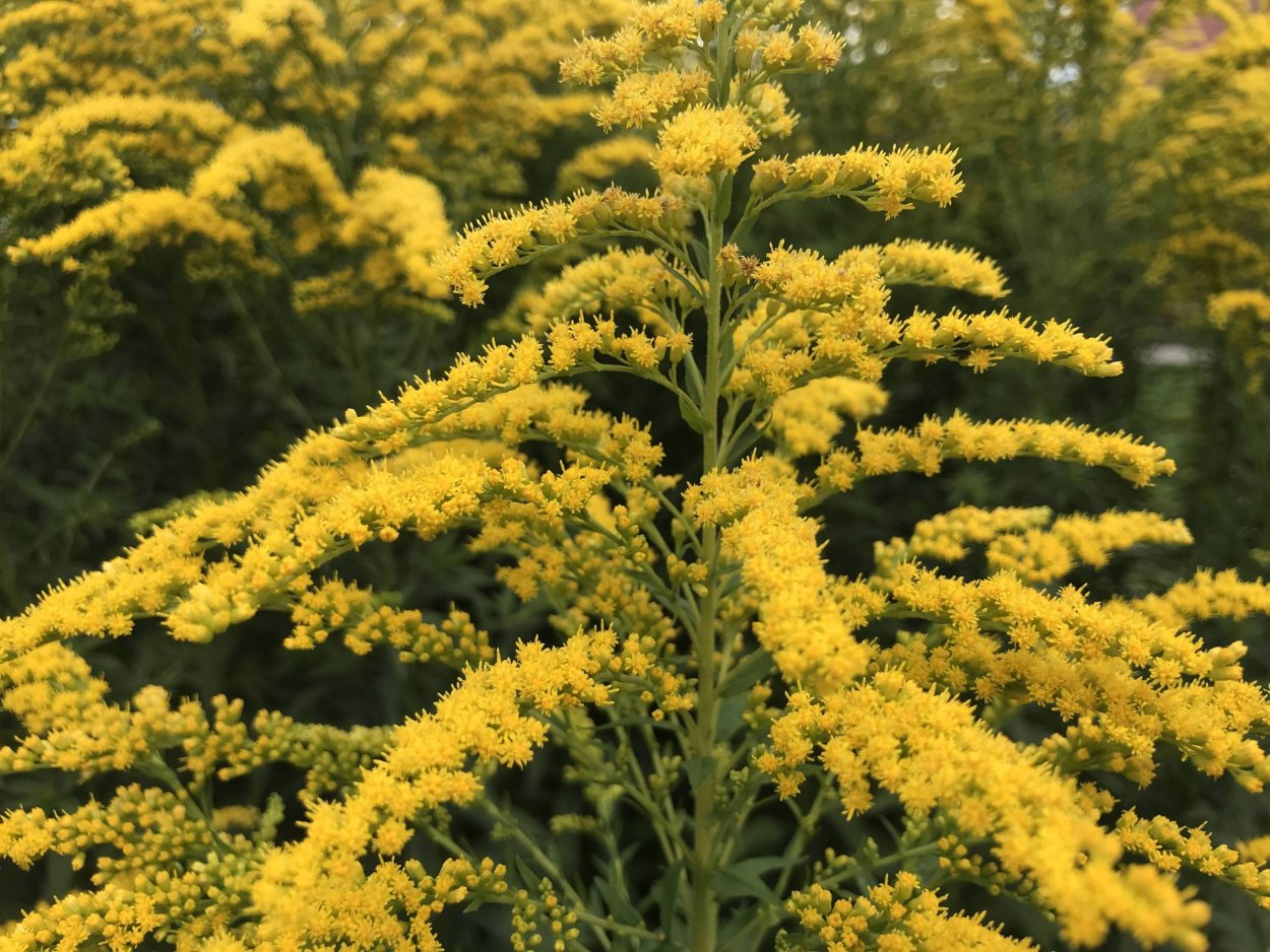 Сухоцветы микс